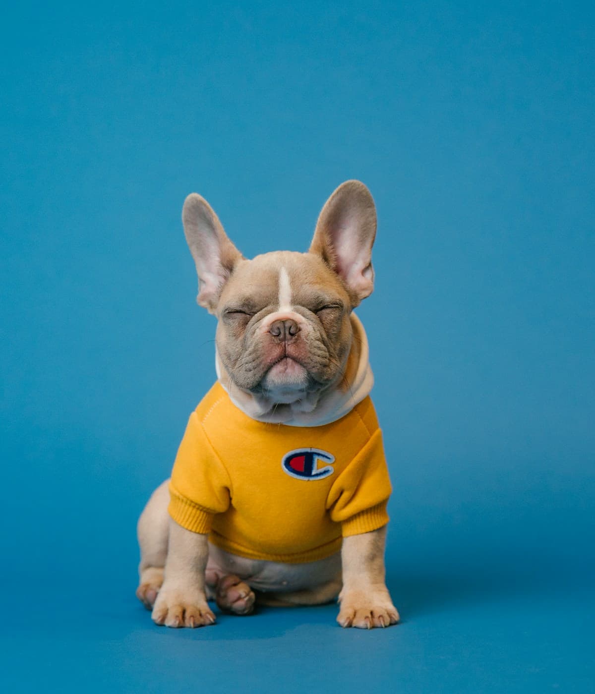A happy dog at a pet spa, representing Pet NGON Journal’s grooming and care stories