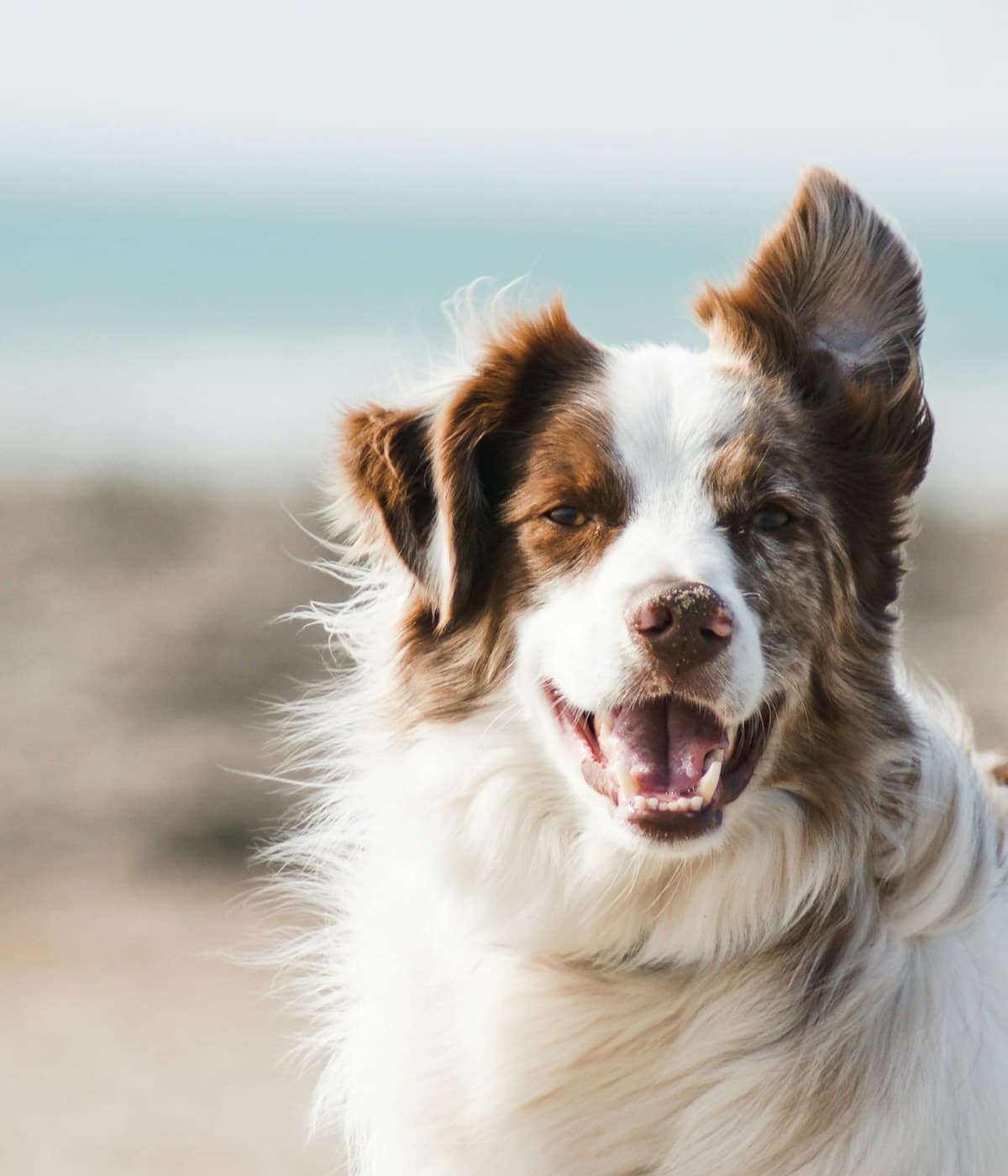 A happy dog — Pet NGON at-home spa and grooming in HCMC